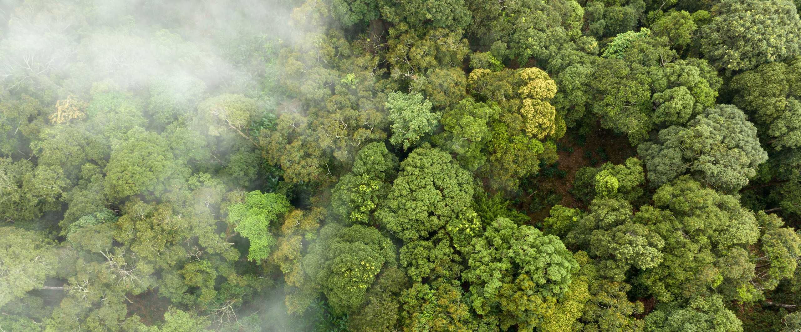 mist over trees