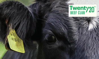 head of a bullock with a tag in its ear for the 2020 beef club