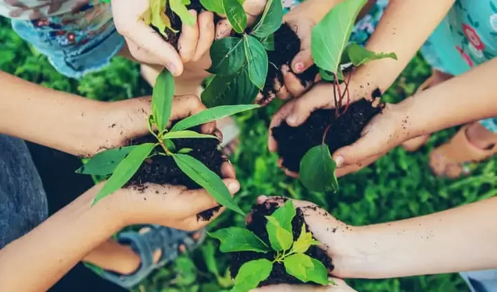 childrens hands holding growing plants, soil, green leaves