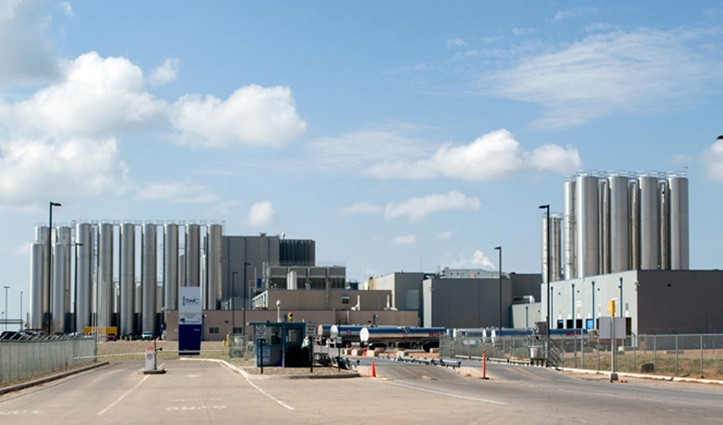 south west cheese plant