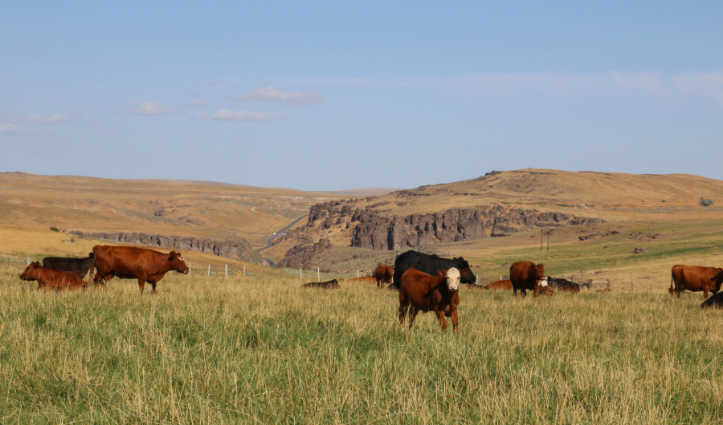 Cows on an open pasture