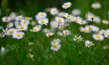 field full of daisies