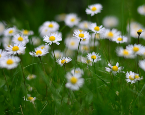field full of daisies