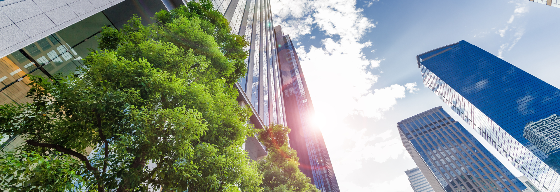 tree and tall buildings