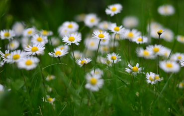 daisies in a field
