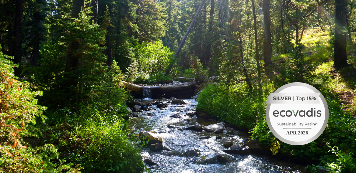 river in forest