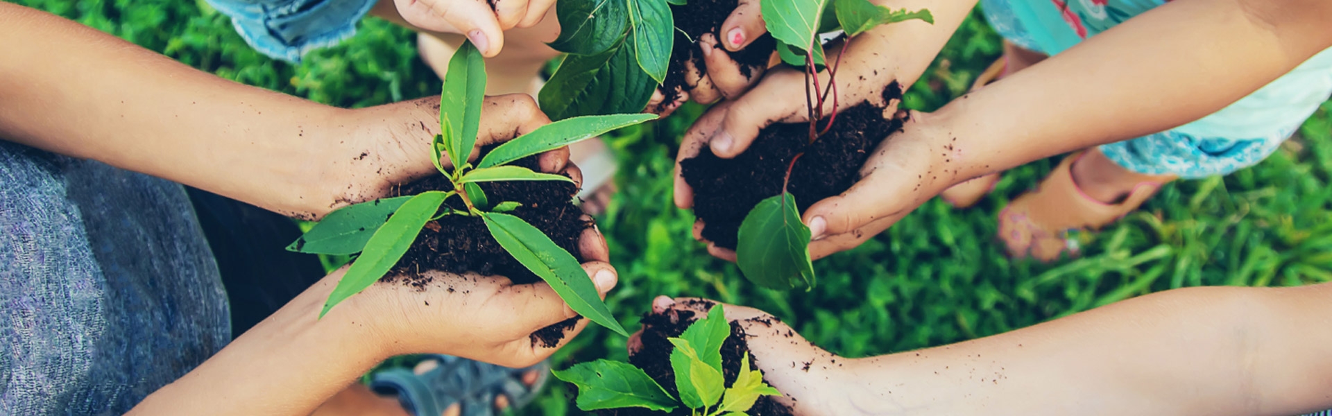 people holding roots of plants in their hands