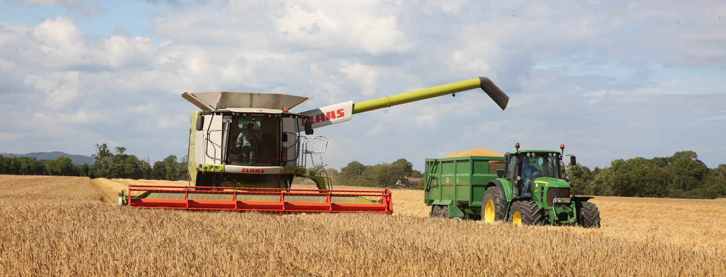 a combine harvester cutting corn and loading it into a trailer
