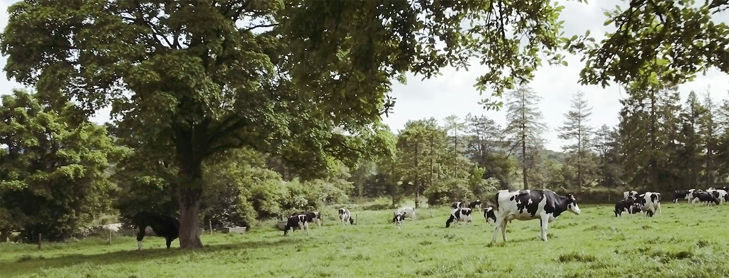 green fields in a wooded area with trees while cows eating grass