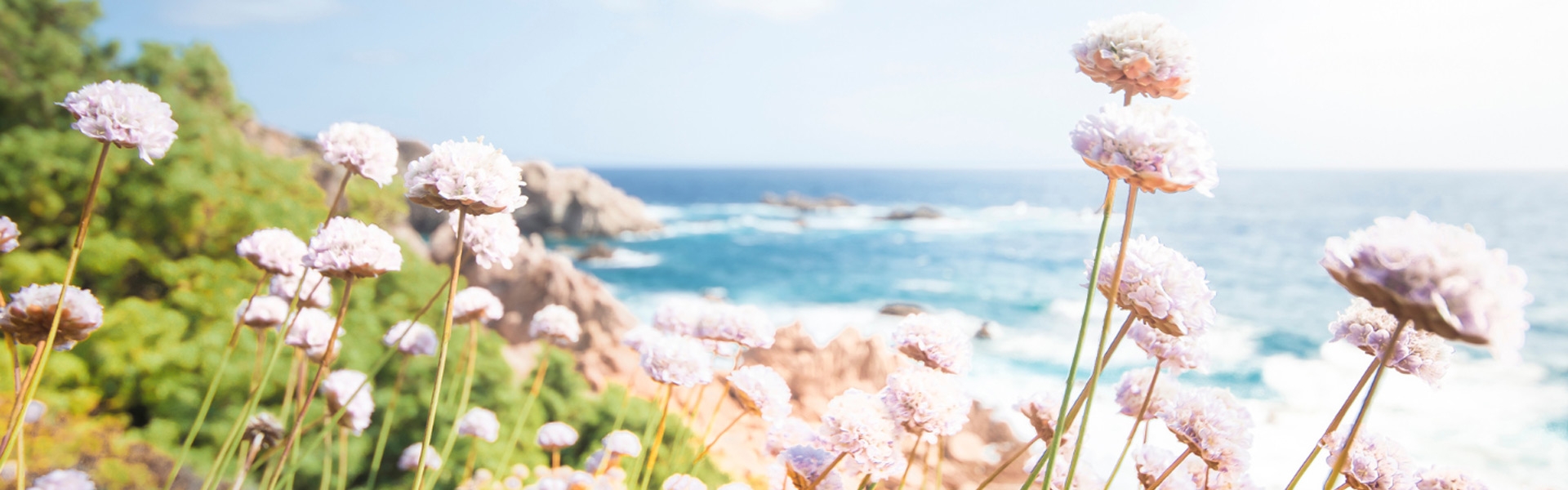 Wild flowers on a cliff, sea in the background